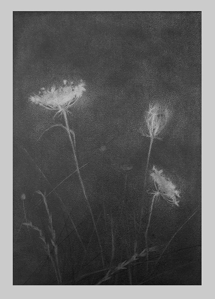 Iwanczyk_Barbara_Achillea - Barbara Iwańczyk